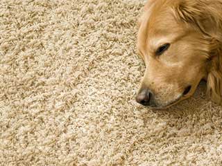 Pet Hair Removal | Agoura Hills | LA Pet Hair Removal | Agoura Hills | LA